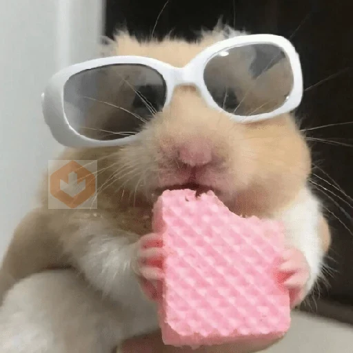 🐀Ratitas y Hámsters 🐹 sticker 20
