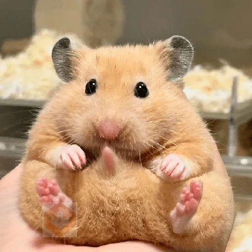 🐀Ratitas y Hámsters 🐹 sticker 12