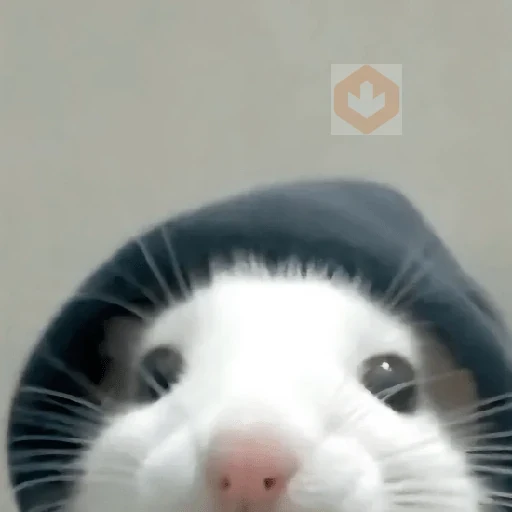 🐀Ratitas y Hámsters 🐹 sticker 15