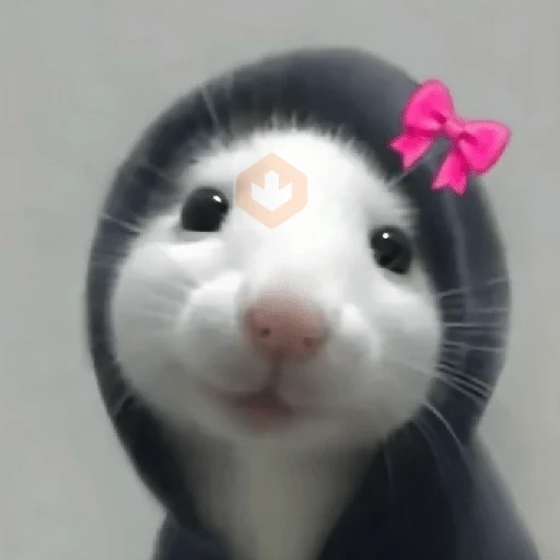 🐀Ratitas y Hámsters 🐹 sticker 13