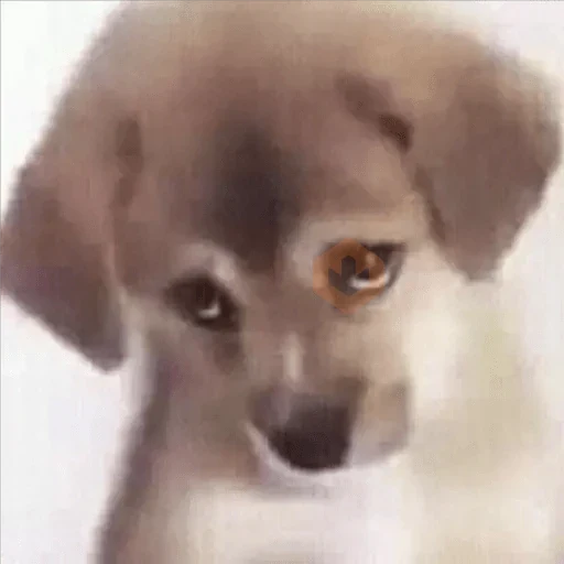Perritos Tristes 😪🐶 sticker 14