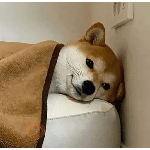 Perritos Tristes 😪🐶 sticker 12