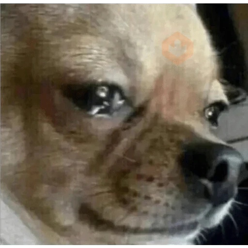 Perritos Tristes 😪🐶 sticker 15
