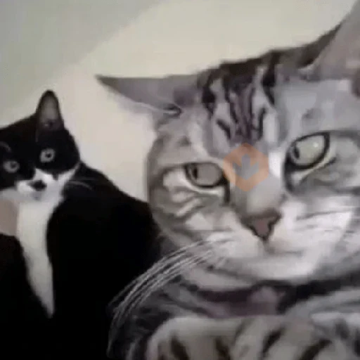 Más y Más Michis!! 😻🐈‍⬛ sticker 11