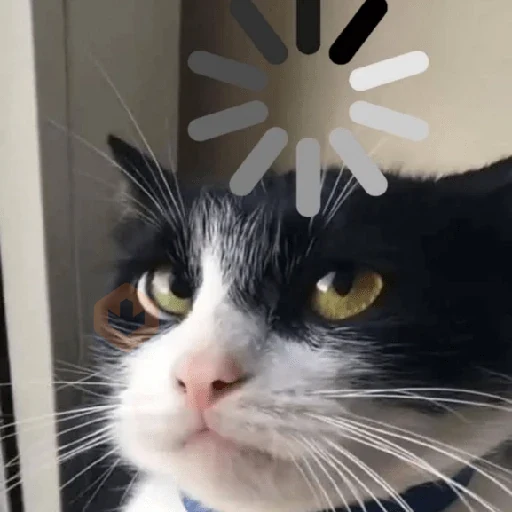 Más y Más Michis!! 😻🐈‍⬛ sticker 16