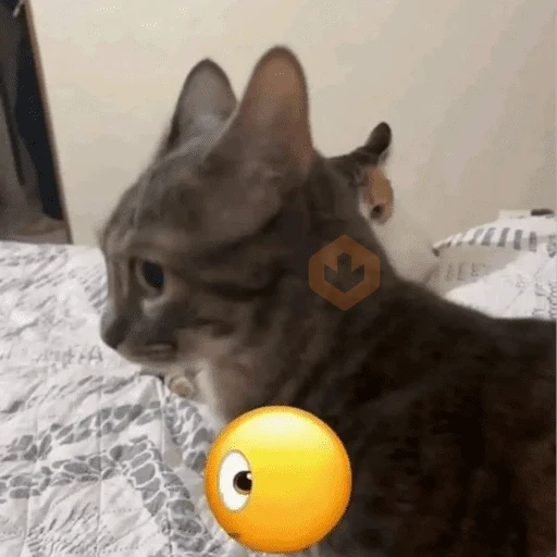 gatos sticker 14