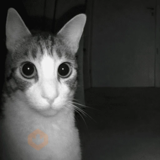 gatos sticker 12