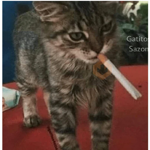 Gatos/C.Celic sticker 11