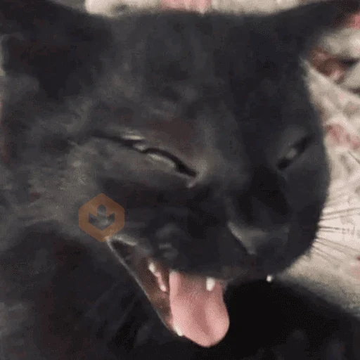 Gatos/C.Celic sticker 24