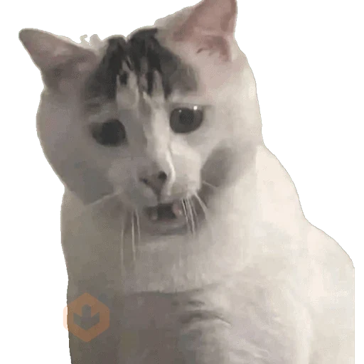 Gatos/C.Celic sticker 12