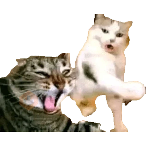 Gatos/C.Celic sticker 19
