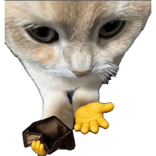 Gatos/C.Celic sticker 28