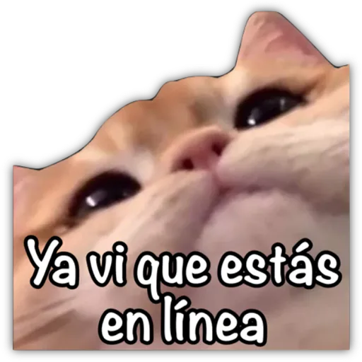 GATO CON FRASES PARA LIGAR
