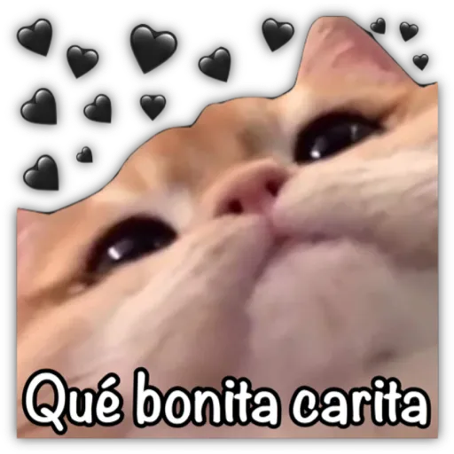 GATO CON FRASES PARA LIGAR
