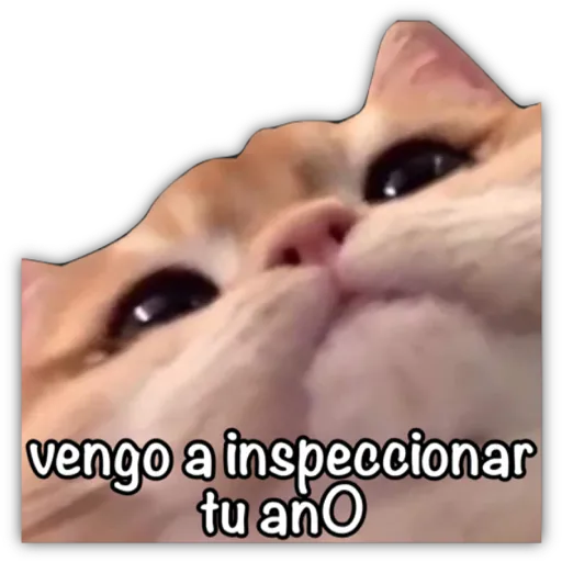 GATO CON FRASES PARA LIGAR preview