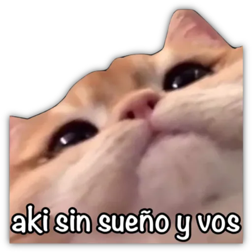 GATO CON FRASES PARA LIGAR