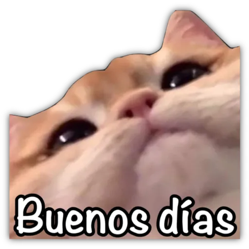GATO CON FRASES PARA LIGAR