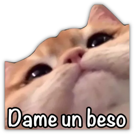 GATO CON FRASES PARA LIGAR