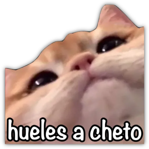 GATO CON FRASES PARA LIGAR preview