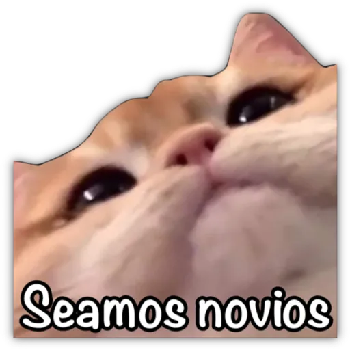 GATO CON FRASES PARA LIGAR