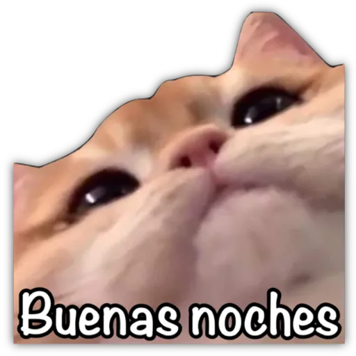 GATO CON FRASES PARA LIGAR