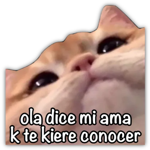 GATO CON FRASES PARA LIGAR