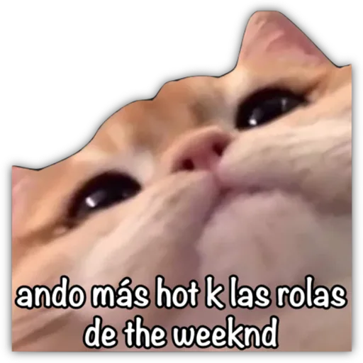 GATO CON FRASES PARA LIGAR
