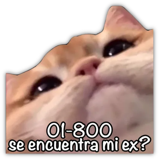GATO CON FRASES PARA LIGAR