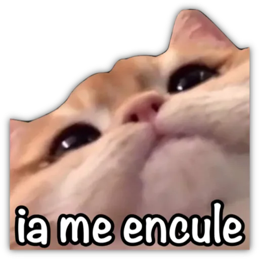 GATO CON FRASES PARA LIGAR