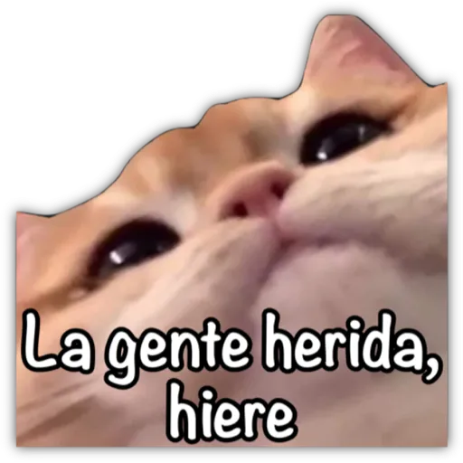 GATO CON FRASES PARA LIGAR