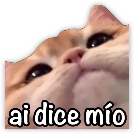 GATO CON FRASES PARA LIGAR