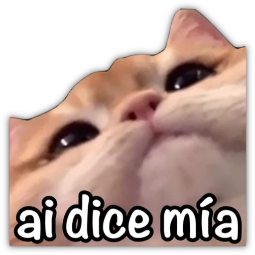 GATO CON FRASES PARA LIGAR