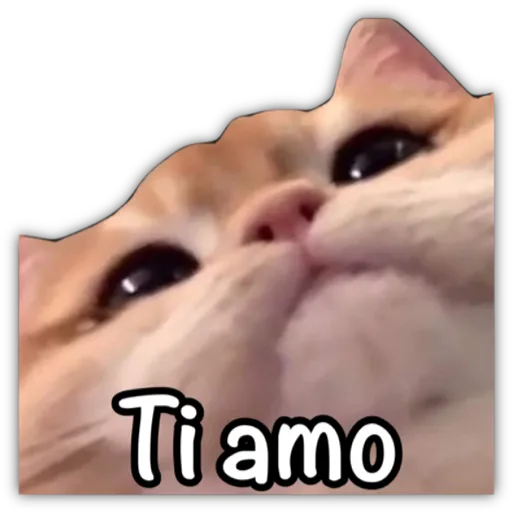 GATO CON FRASES PARA LIGAR