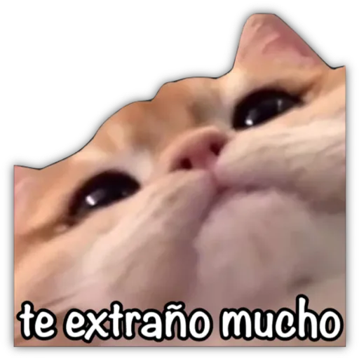 GATO CON FRASES PARA LIGAR