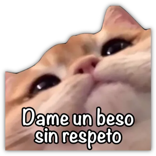 GATO CON FRASES PARA LIGAR