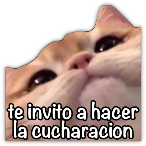 GATO CON FRASES PARA LIGAR