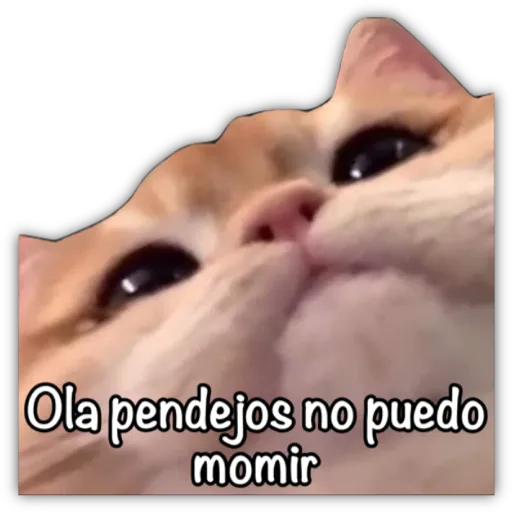 GATO CON FRASES PARA LIGAR