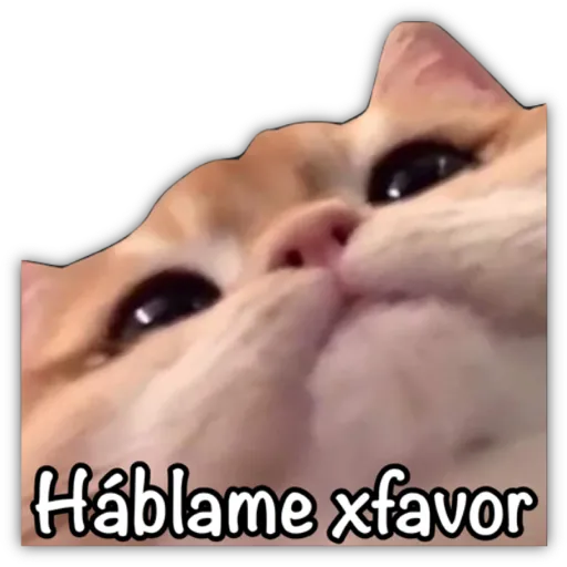 GATO CON FRASES PARA LIGAR