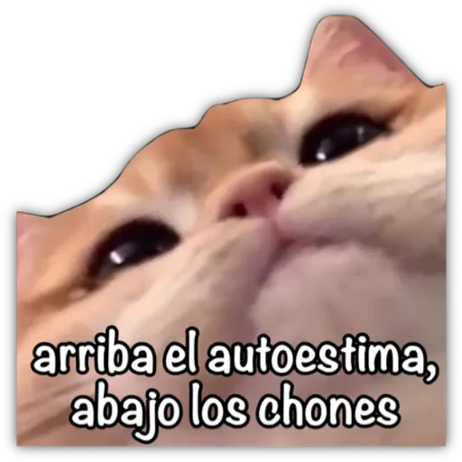 GATO CON FRASES PARA LIGAR