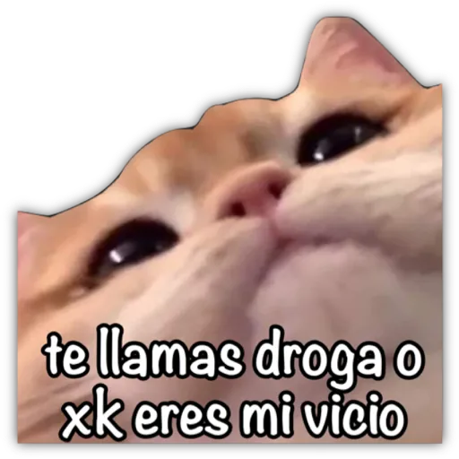 GATO CON FRASES PARA LIGAR