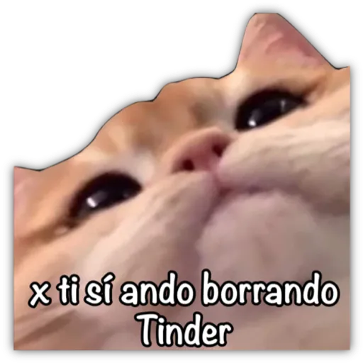 GATO CON FRASES PARA LIGAR