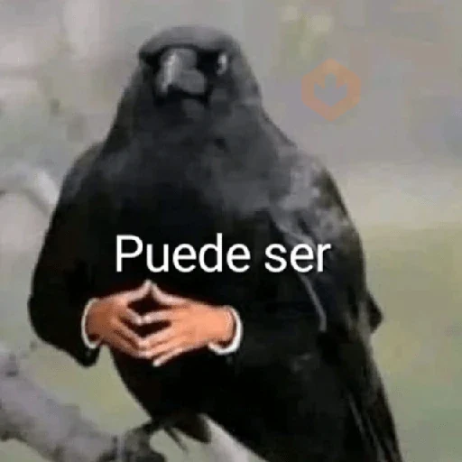 🍷🗿 MEMES ELEGANTES 🗿🍷 sticker 15