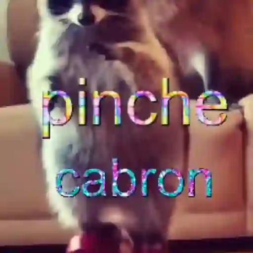 ✨️🎵📋 • FRASES TIKTOK • 📋🎵✨️ sticker 28
