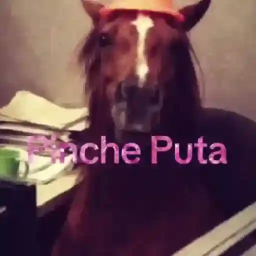 ✨️🎵📋 • FRASES TIKTOK • 📋🎵✨️ sticker 29