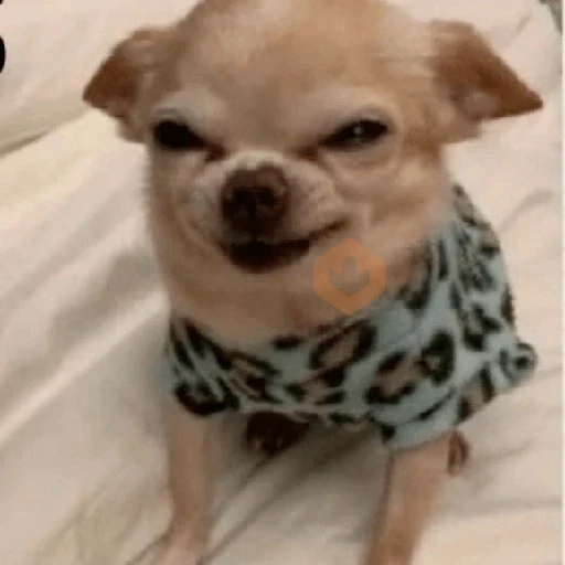 🐾Perritos Reacciones #➍ sticker 14