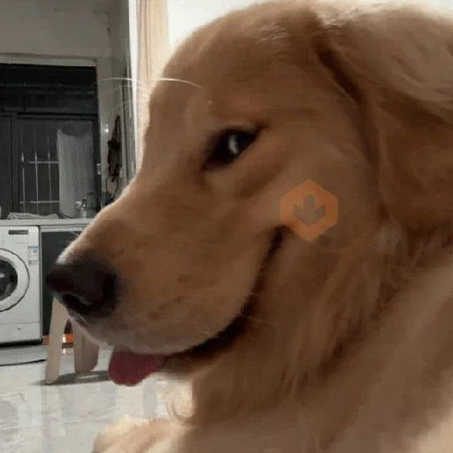 🐾Perritos Reacciones #➍ sticker 11