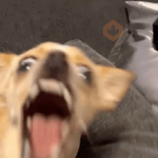 🐾Perritos Reacciones #➍ sticker 15