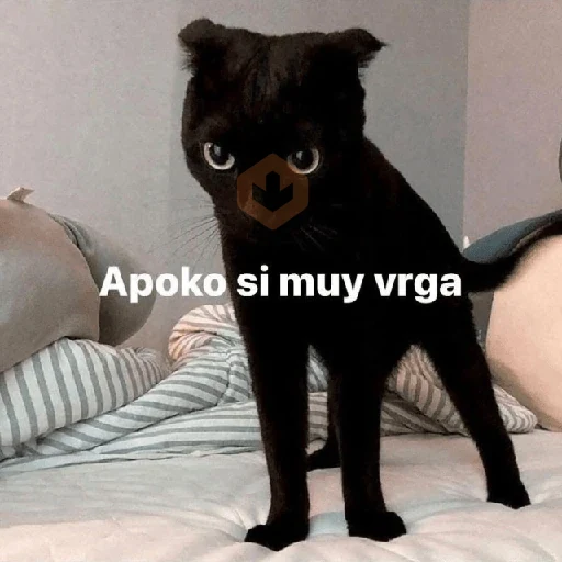 🛟 Random pal chat 💬😎 20 sticker 13
