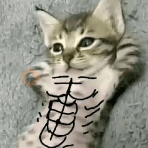 🐈‍⬛🐱🧶 GATOS | CATS 5 🧶🐱🐈‍⬛ sticker 20
