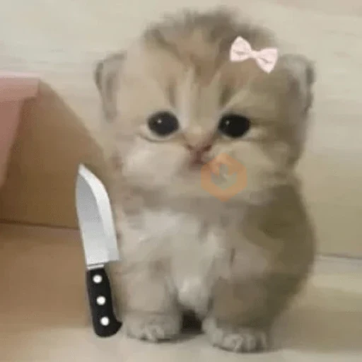 🐈‍⬛🐱🧶 GATOS | CATS 5 🧶🐱🐈‍⬛ sticker 14